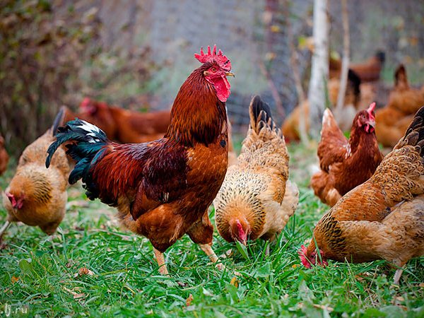 Породы куриц | ЗооТом - продажа, вязка и услуги для животных в Починке