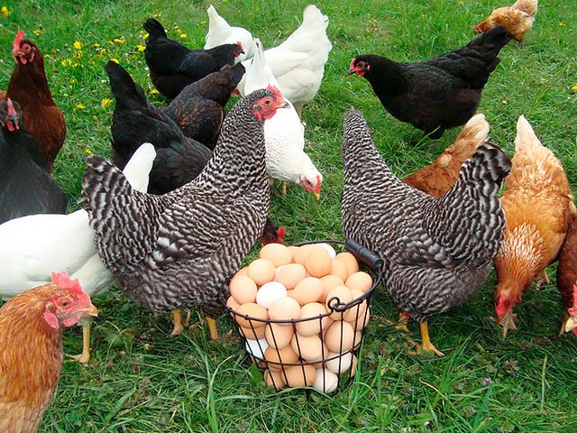 Содержание кур и уход за ними | ЗооТом - продажа, вязка и услуги для животных в Починке