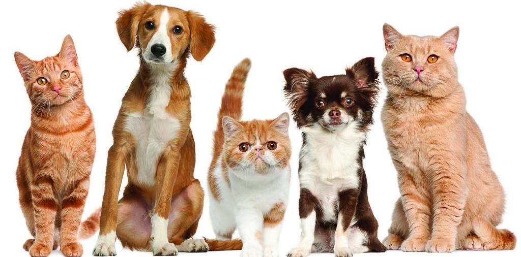 Доска объявлений о животных | ЗооТом - продажа, вязка и услуги для животных в Починке