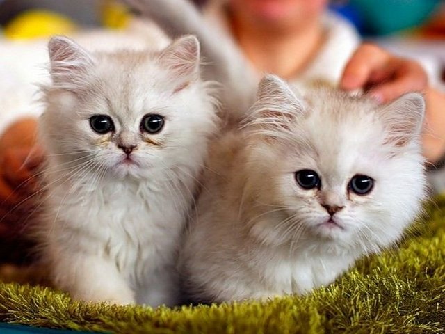 Породы кошек в Починке | ЗооТом портал о животных