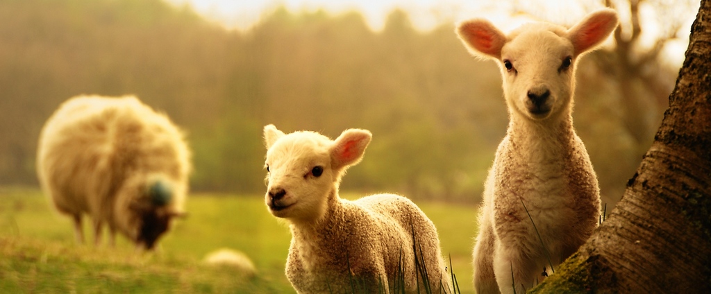 Объявления о сельскохозяйственных животных | ЗооТом - продажа, вязка и услуги для животных в Починке