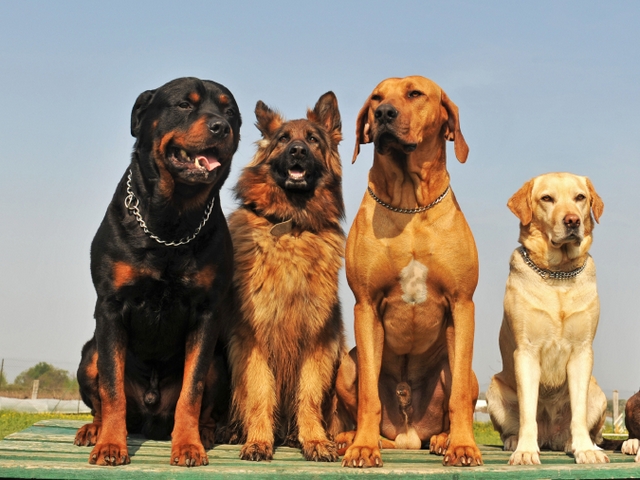 Крупные породы собак в Починке | ЗооТом портал о животных